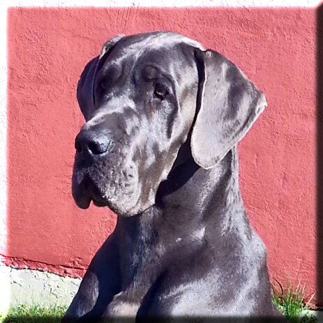 Multichampion Bonel Ä-Yön Mysteeri